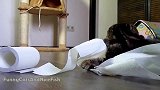 好萌萌哒的猫咪啊，这蠢萌的小样子，还真是可爱！