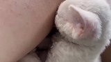 猫咪的迷惑行为，就这么睡着了，这也太治愈了