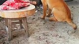 望着眼前的猪肉又不能吃，为了避嫌还是趴下去吧！