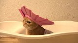 如果想让猫咪爱上洗澡，这些装备的不能少的