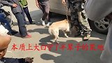 29斤比特犬VS43斤中华田园犬，镜头记录全过程