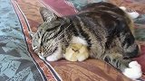 小鸡把猫当成妈妈一直粘着，长大后猫生无可恋了