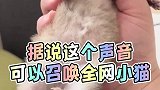 这个声音真的可以召唤你家猫咪，快试试吧