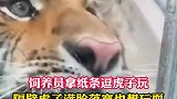 饲养员拿纸条逗虎子玩，隔壁虎子满脸落寞也想玩耍
