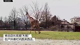 动物园的长颈鹿为重返户外欢呼雀跃