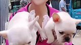 法斗犬这是狗，这是狗，不是牛