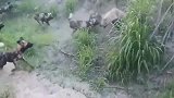 大自然落单的鬣狗被野犬围殴，自身再强大，也敌不过团队的力量