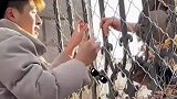 男子隔着栅栏，给女友戴戒指