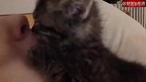 猫咪亲主人有点疯狂，猫：现在吸你，长大了你再撸我，补偿回来！