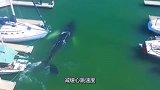 一条大鲸鱼从码头游过，吸引了一大批人类观看，鲸鱼举动令人暖心
