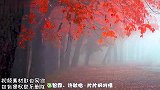 张智霖许秋怡《片片枫叶情》，美丽的季节，美好的爱情！