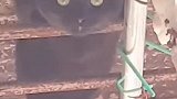 我就想知道，这只猫是想偷肉吃，还是想暗算我？