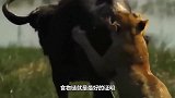 雄狮为挑战王位，对狮王大打出手，却没想到是这样的结局！