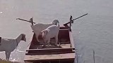 群羊学会坐船渡河