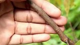 树枝生根变成树苗，简单的嫁接园艺绿植繁殖法，学会就是赚到了！
