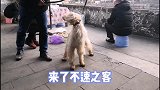 当狸花猫遇见二哈，据说毛会竖起来，看来是真的