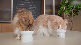 漂亮的猫咪来袭，猫咪们认真吃饭的样子，真可爱！