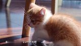 官配CP！最养眼的一期猫咪视频……终于来了