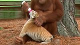 母爱无处不在，猩猩认和小老虎，爆笑画面！