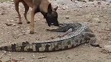 鳄鱼做梦也没想到会被马犬猎杀，毫无还手之力