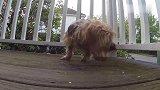 斗牛犬的大猪蹄子，在后院生吃！超级享受的狗狗