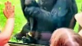 第一次当妈妈的大猩猩，向游客骄傲的秀崽崽，满脸的骄傲与爱意