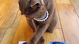 这只猫咪我服了，不是说好建国后不许成精的吗？
