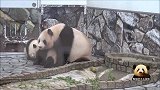 圆滚滚的熊猫妈妈带着两个宝贝卖萌，拼命撒娇的小可爱抢镜了