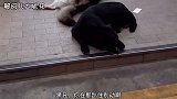 搞笑视频舌尖上的美食之麻辣“铁锤”！