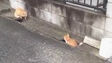 街头遇见两只猫咪，在下水道里面躲迷藏，像小孩子一样可爱！