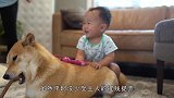 狗狗和宝宝抢饼干，从头到尾一块没吃着，狗狗：我都习惯了！