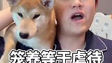 笼养狗狗是虐待？不不不！
