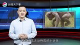 为什么古猿能够进化成人，现在的猿猴却不能说出来你都不敢信