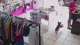巴西一只小狗溜进商店偷走毛绒玩具