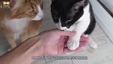 猫咪示范正宗“猫步”，走出六亲不认的步伐，猫：同志们辛苦了