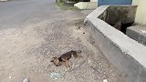 奄奄一息的流浪狗躺在地上用力的摇着尾巴求救，看见人来居然哭了