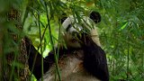 熊猫宝宝的竹子被抢走，委屈的样子萌翻天
