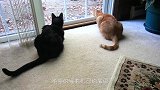 猫咪和松鼠隔窗相遇，两眼对视后，下一秒请大家憋住别笑