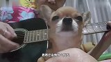 在狗狗的后背上弹吉他，小狗会有什么反应呢