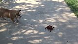 英国斗牛犬真是个胆小鬼不过是遇到个机器蜘蛛就吓怂了