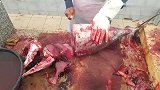 看完这哥们砍金枪鱼，我突然明白为什么日本的金枪鱼要卖这么贵了