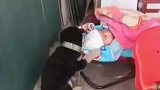 狗狗很温柔地在哄宝宝