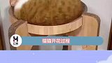 听说看见猫猫开花的都会准备麻袋