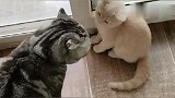 小猫咪太可怜，一天被大猫修理好几遍