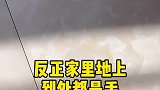 你家养狗这个季节掉毛吗