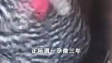 为什么母鸡，天天被人拿走鸡蛋，母鸡却从不生气呢