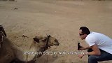 迪拜人在庆典上一般吃什么一桌一头骆驼,吃不完也没人打包