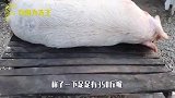 杀猪屠夫将350斤肥猪挂到集市，1斤30块，,到手价令人意外