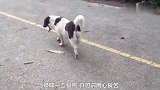 狗狗真是戏精，大街上装起了残疾，太搞笑了