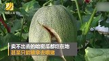 吃货3天解救100万斤哈密瓜 原本烂在地里甚至用来喂猪